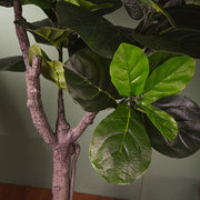 Nagyméretű, 175 cm-es mű fikusz cserje beltéri dekorációként.