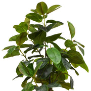 Élethű mű Ficus Rubber cserje 210 cm magasan, nagy fényes levelekkel.