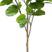 Mű lantlevelű fikusz törzse és levelei részletfotón.