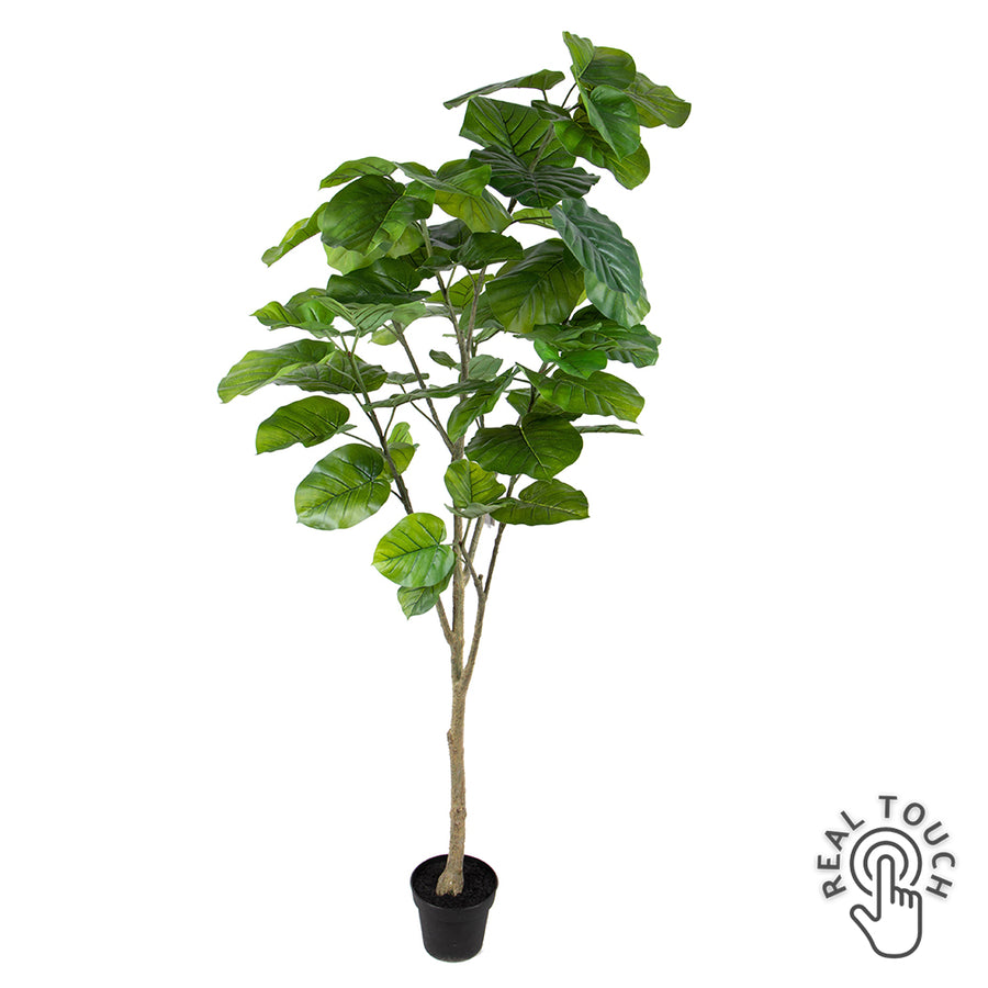 200 cm magas mű lantlevelű fikusz Real Touch levelekkel, fekete kaspóban.