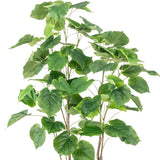FICUS mű fikusz fa légies lombkoronája világosabb és sötétebb zöld, hullámos szélű levelekkel.