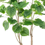 FICUS mű fikusz fa széles, részletgazdagon erezett zöld levelei és kéregmintás ágai közelről.