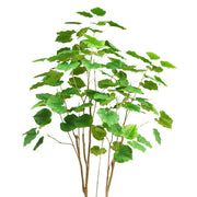 FICUS mű fikusz fa világosabb és sötétebb zöld, erezett levelei és légies ágrendszere közelről.