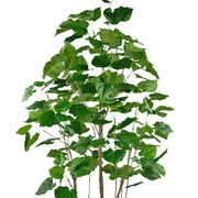 FICUS mű fikusz fa változatos zöld árnyalatú, erezett levelei és természetes fatörzsei közelről.