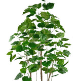 FICUS mű fikusz fa változatos zöld árnyalatú, erezett levelei és természetes fatörzsei közelről.
