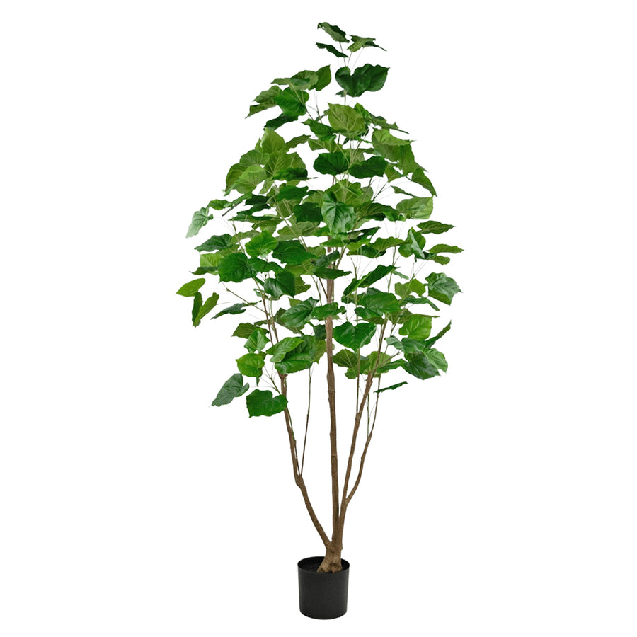 FICUS 210 cm magas zöld mű fikusz fa öt természetes fatörzzsel, dús lombkoronával és fekete alappal, fehér háttér előtt.