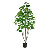 FICUS 210 cm magas zöld mű fikusz fa öt természetes fatörzzsel, dús lombkoronával és fekete alappal, fehér háttér előtt.