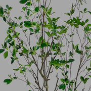 Friss üde zöld lombozatú, mű fikusz cserje műanyag kaspóban.