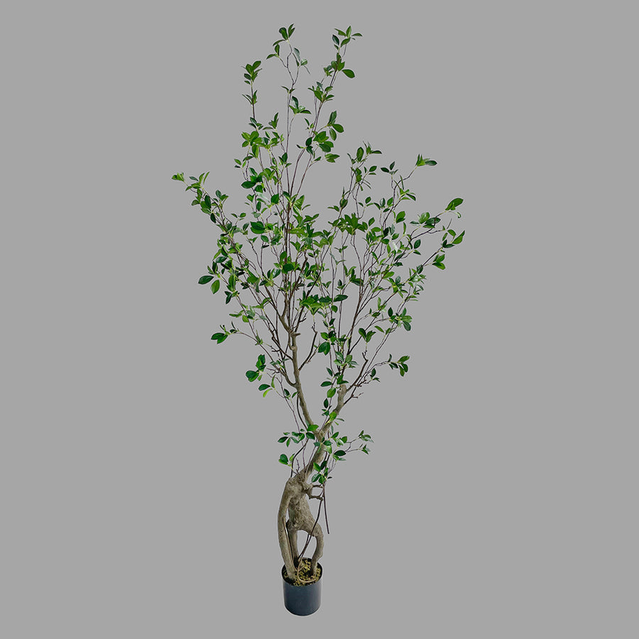 Friss üde zöld lombozatú, mű fikusz cserje műanyag kaspóban.