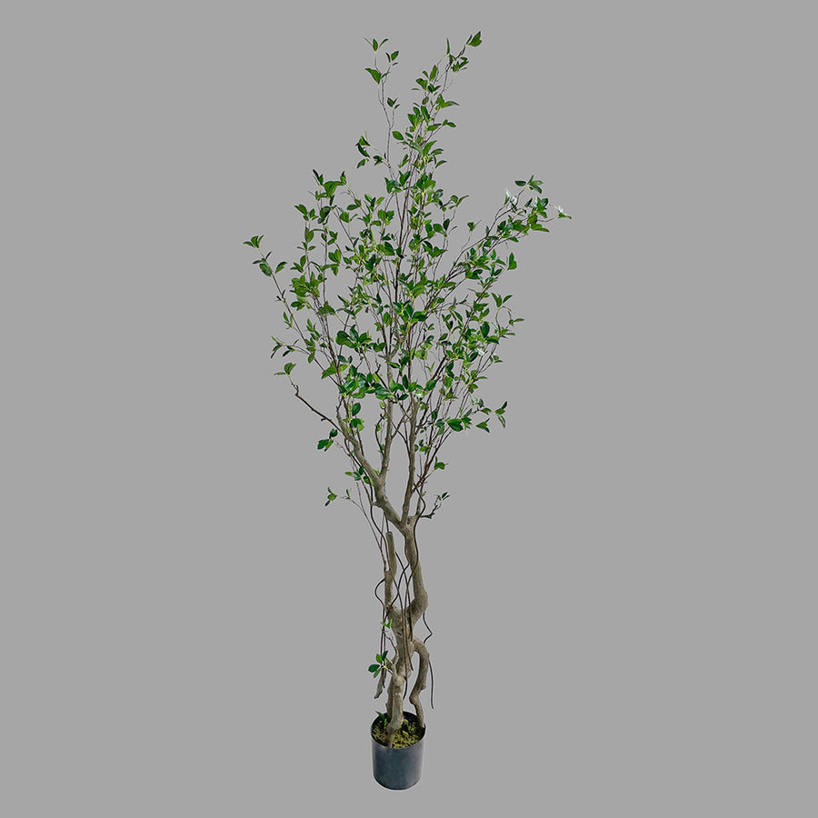 Friss üde zöld lombozatú, mű fikusz cserje műanyag kaspóban.