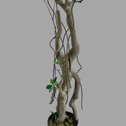 Friss üde zöld lombozatú, mű fikusz cserje műanyag kaspóban.