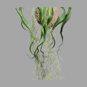 Függeszthető kialakítású, szakállbromélia műnövény dekoráció.