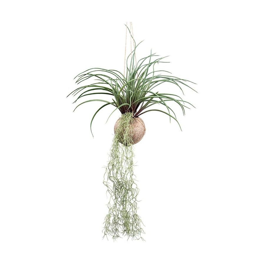 Függeszthető kialakítású, szakállbromélia műnövény dekoráció.