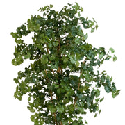 Részlet a ginkgo fa sűrű, legyező formájú leveleiről.