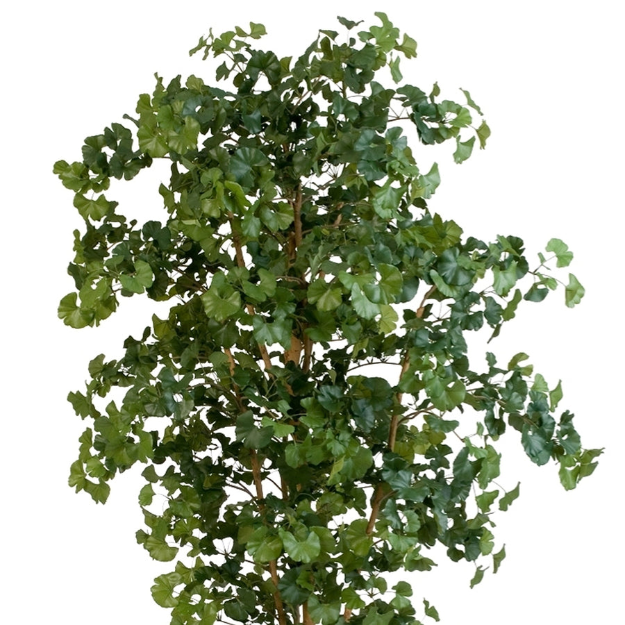 Részlet a ginkgo fa sűrű, legyező formájú leveleiről.