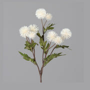 Krém színárnyalatú bogáncs művirág.