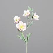 Pinkszínű, karácsonyi hunyor művirág.