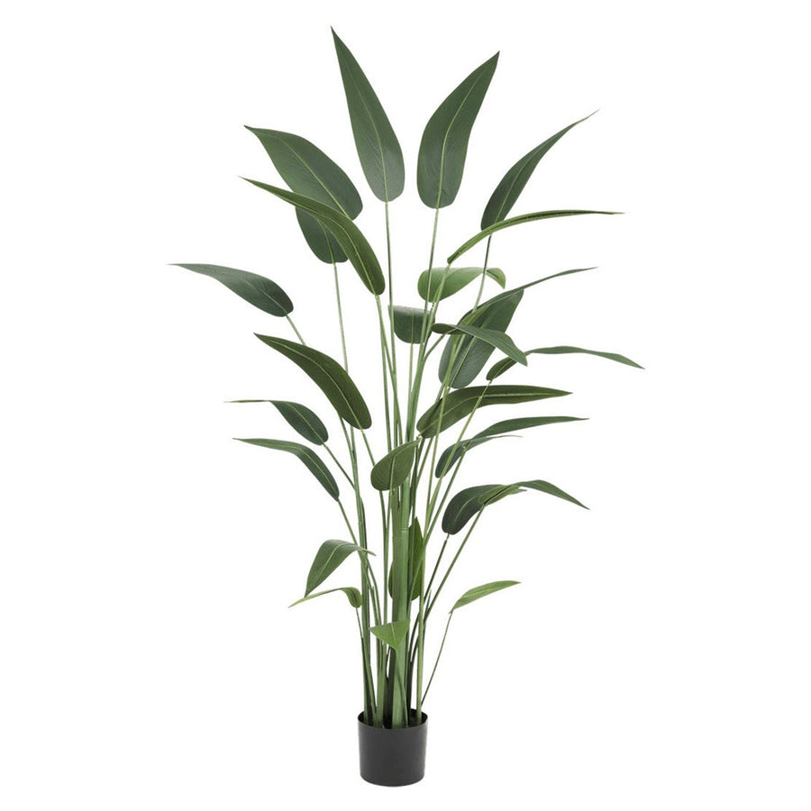 HELICONIA zöld mű rákollóvirág 180 cm fekete cserépben, hosszú szárakkal és élethű zöld levelekkel