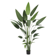 HELICONIA zöld mű rákollóvirág 210 cm fekete cserépben, nagyméretű élethű zöld levelekkel