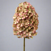 Részletgazdag hortenzia művirág fáradt barack és zöld árnyalatokkal, világosszürke háttér előtt