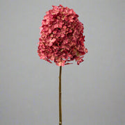 Teljes hosszában ábrázolt fáradt bordó színű hortenzia ág semleges szürke háttéren