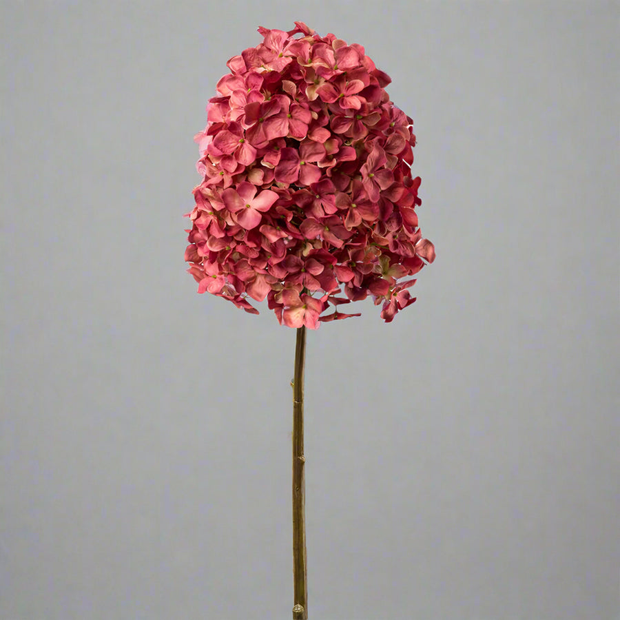 Teljes hosszában ábrázolt fáradt bordó színű hortenzia ág semleges szürke háttéren