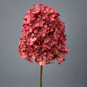 Közelről fotózott élethű hortenzia művirág fáradt bordó színvilággal, világosszürke háttérrel