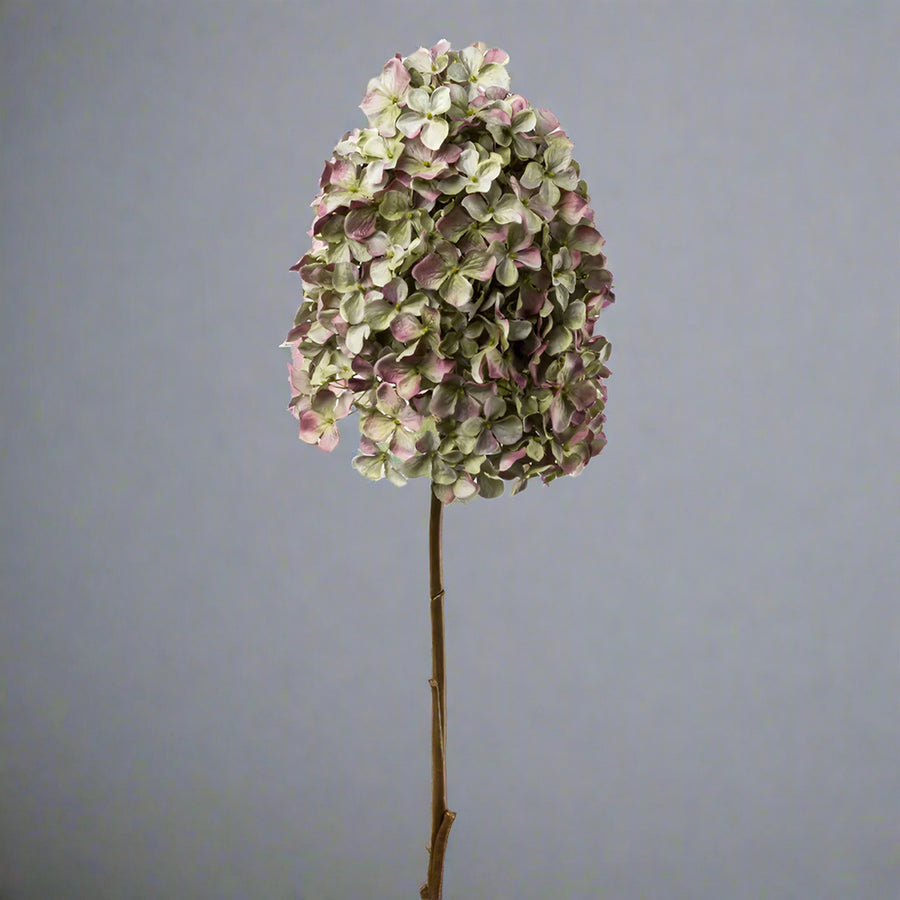 Teljes hosszúságában látható fáradt mályva hortenzia ág világosszürke háttér előtt