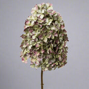 Közelről fotózott, élethű hortenzia virágfő fáradt mályva és zöldes árnyalatokkal, neutrális háttérrel