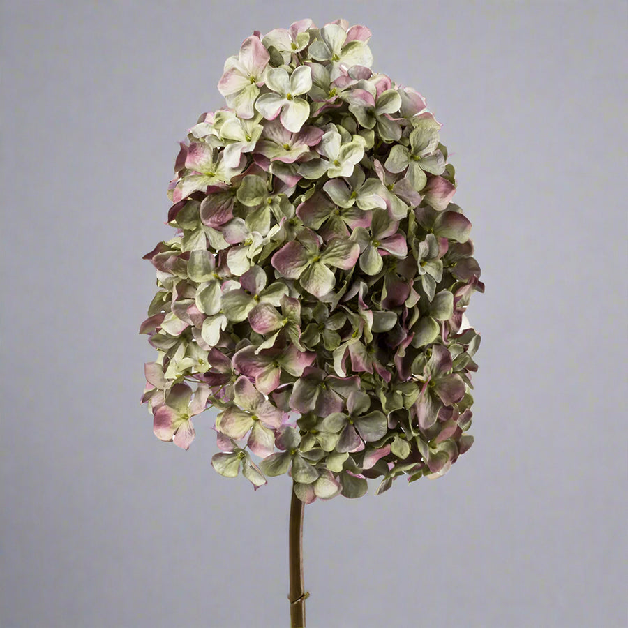 Közelről fotózott, élethű hortenzia virágfő fáradt mályva és zöldes árnyalatokkal, neutrális háttérrel