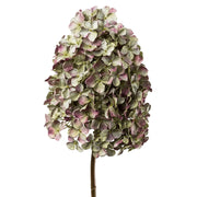 Hortenzia művirág fáradt mályva árnyalatban, fehér háttérrel, dús bugás virágfejjel