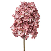 Bugás hortenzia művirág fáradt pink árnyalatban, fehér háttér előtt, részletgazdag virágfejjel