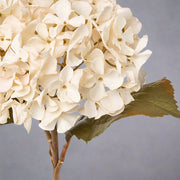 Fáradtbézs színű mű hortenzia ág.