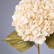 Hydrangea mű hortenzia virágfej részlet közelről, fáradtbézs színben, vintage stílusú levelekkel