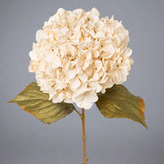 Dekoratív hortenzia művirág teljes virágfejjel és zöld levelekkel, semleges háttéren – őszi hangulatú díszítéshez