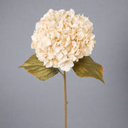 65 cm magas mű hortenzia ág teljes alakos nézetben, fáradtbézs virágfej és enyhén barnuló levelek jellemzik