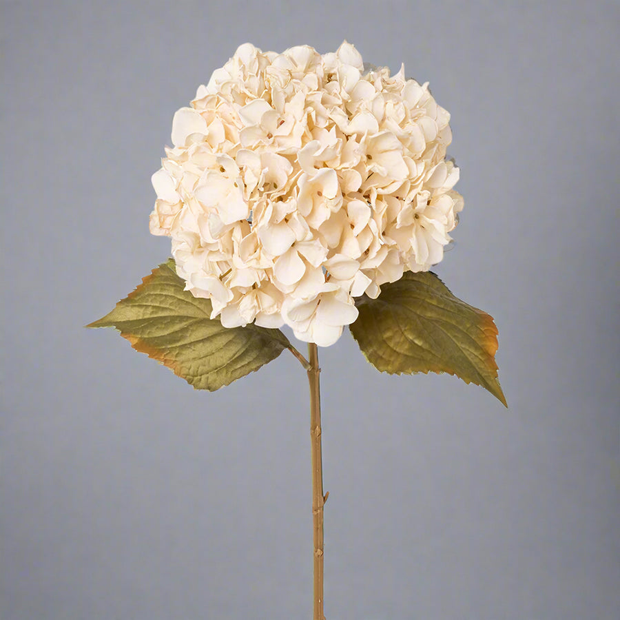 65 cm magas mű hortenzia ág teljes alakos nézetben, fáradtbézs virágfej és enyhén barnuló levelek jellemzik
