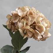 Közeli fotó a hortenzia virágfejéről, fáradt púder színben