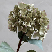 Közeli kép a fáradtzöld hortenzia virágfej szirmainak részleteiről, púderes rózsás széllel.