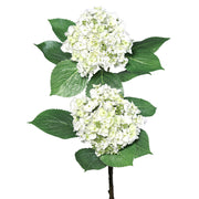 Fehér mű hortenziaág két virágfejjel és zöld levelekkel fehér háttér előtt