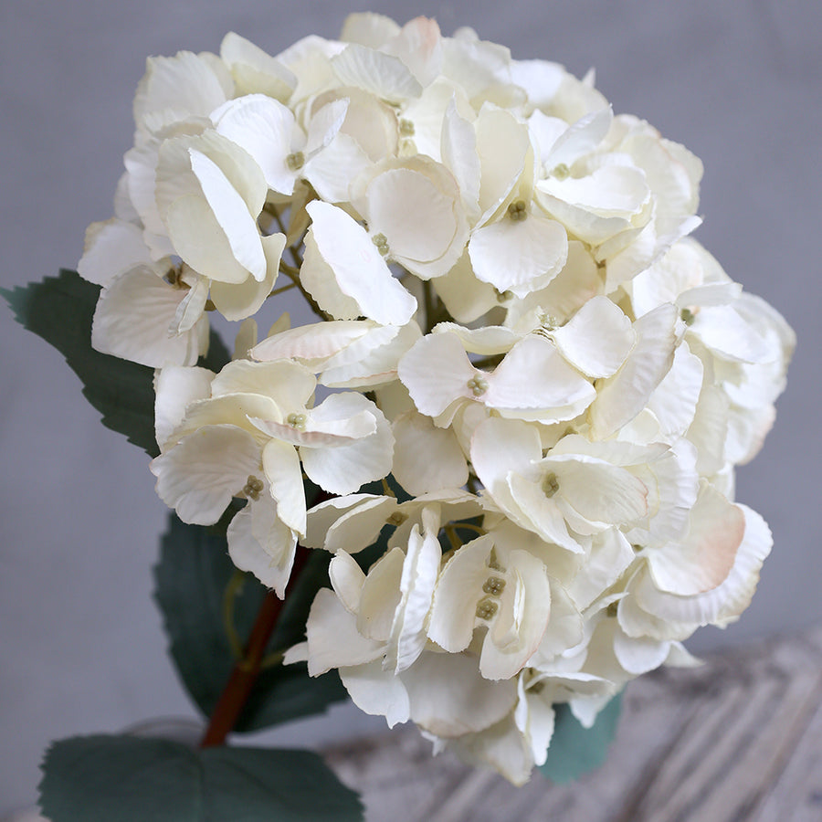 Közeli kép a krémszínű hortenzia sziromrészleteiről, enyhén hullámos szirmokkal.