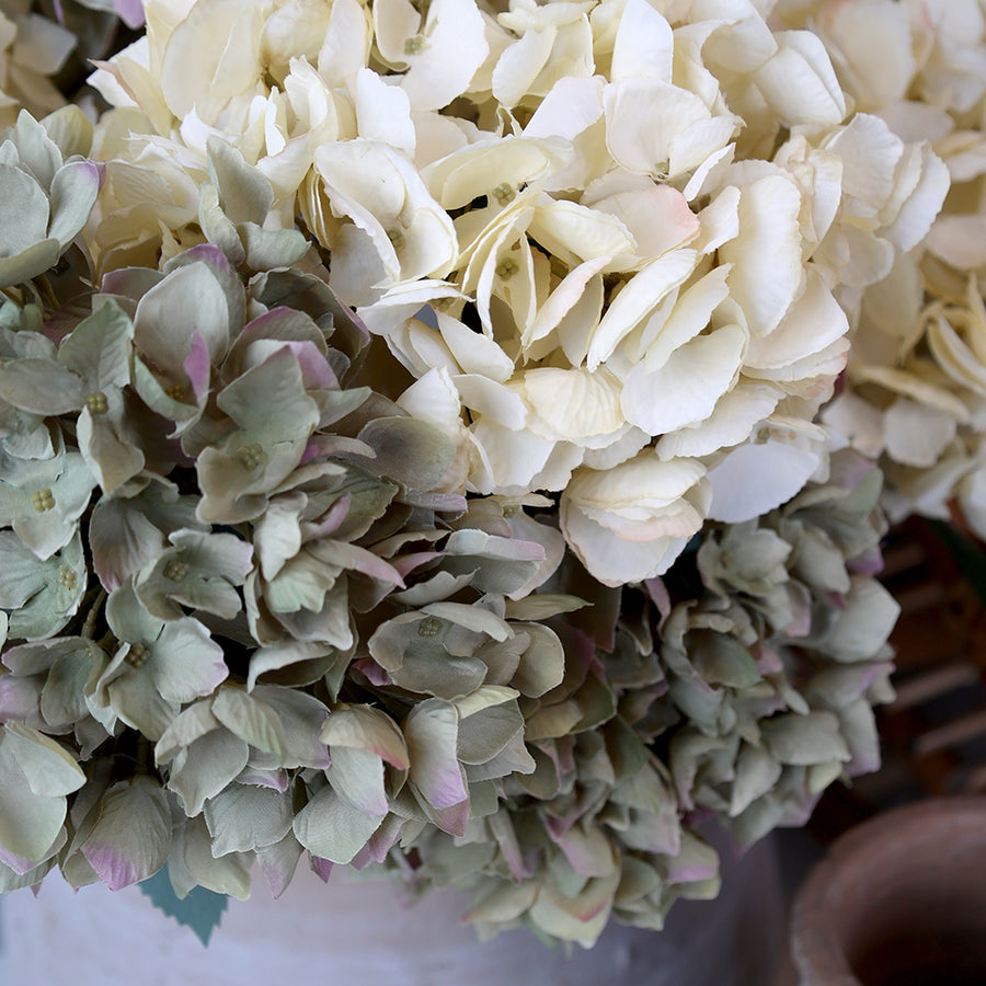 Közeli felvétel krémszínű és zöldes rózsaszín szirmú hortenziák keverékéről.