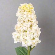 Közeli felvétel a krémszínű hortenzia virágfej részleteiről, világos szirmokkal.