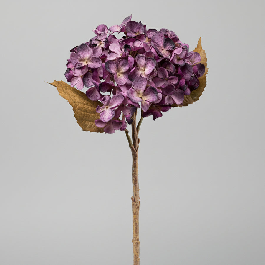 Fáradtlila színű mű hortenzia virág fehér háttér előtt.