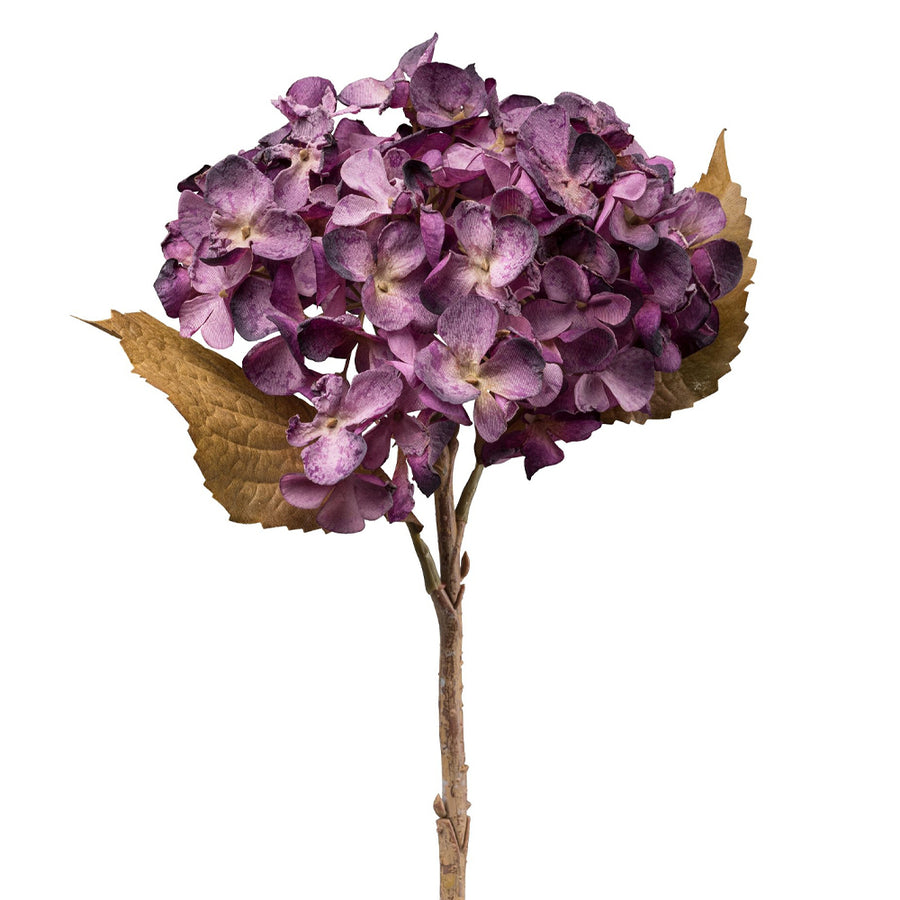 Fáradtlila színű mű hortenzia virág fehér háttér előtt.