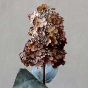 Közeli felvétel a mokkaszínű hortenzia virágfej részleteiről, élethű szirmokkal és bogyós középrésszel.