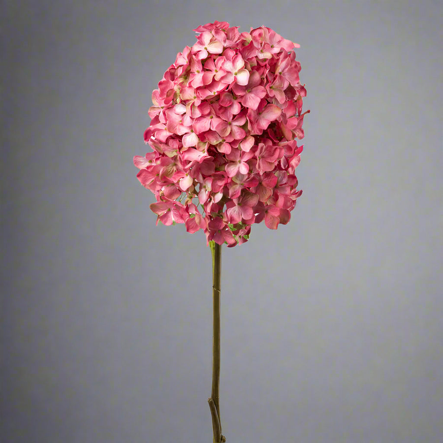 Teljes hosszában látható pink színű hortenzia művirág semleges szürke háttér előtt