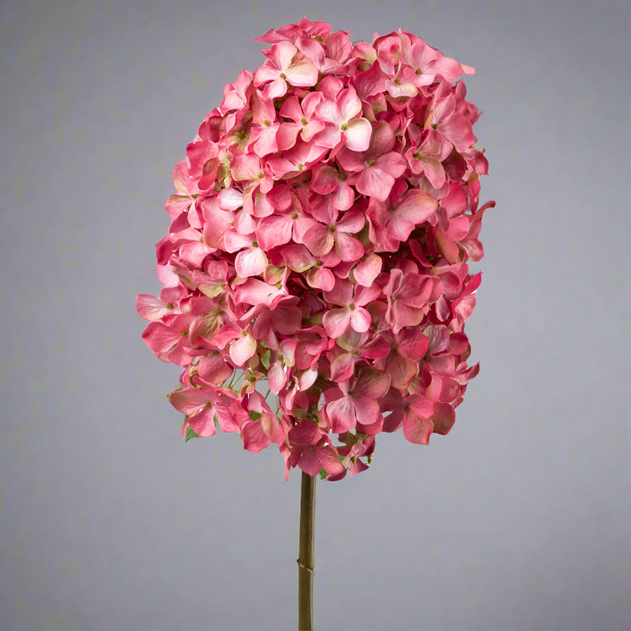 Közelről fotózott pink hortenzia művirág dús, élethű virágfejjel, világos háttérrel