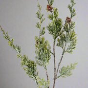 Zöld mű borókafenyő ág apró barna tobozokkal és jeges felülettel.