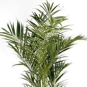 Realisztikus levelű KENTIA mű pálma közelről.